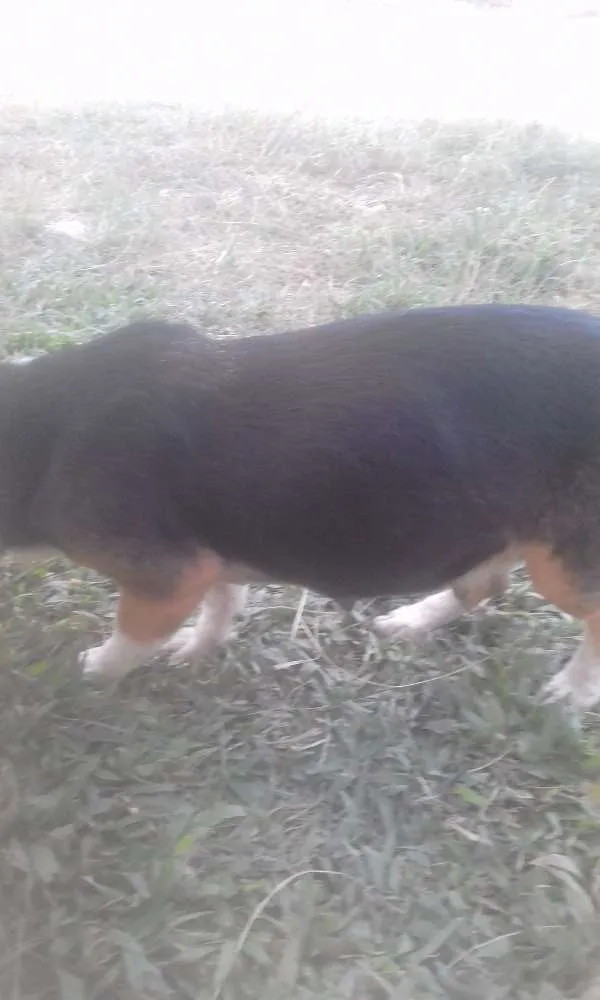 Cachorro ra a Vira lata com beagle idade 1 ano nome Pepita