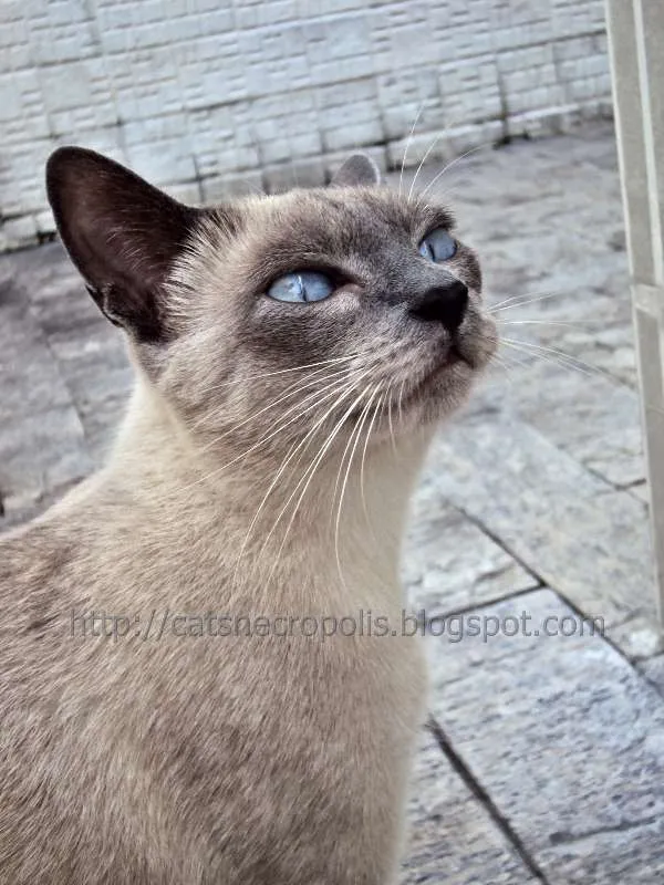 Gato ra a srd idade 1 ano nome Flakes