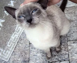 Gato raça srd idade 1 ano nome Flakes