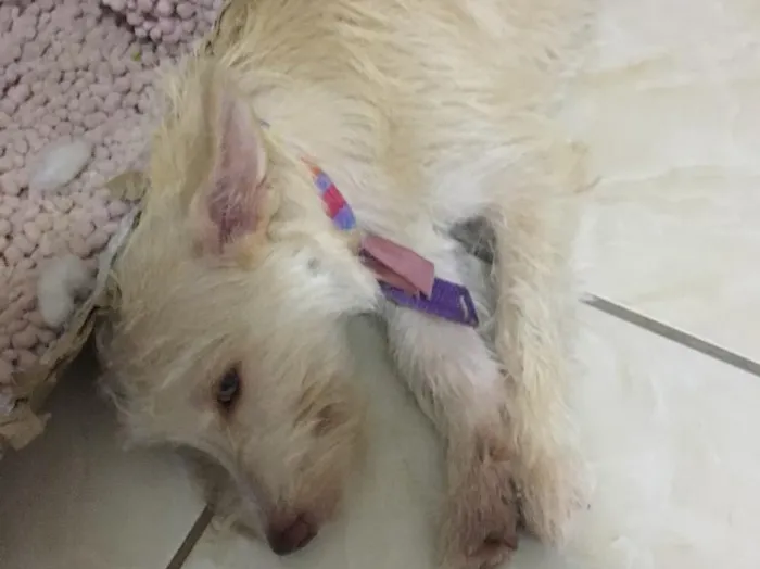 Cachorro raça SRD idade 2 anos nome Criatura