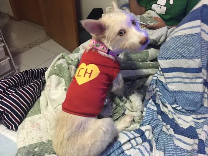 Cachorro raça SRD idade 2 anos nome Criatura