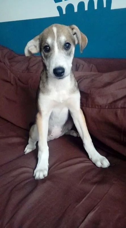 Cachorro ra a Vira-lata idade 2 a 6 meses nome Chu