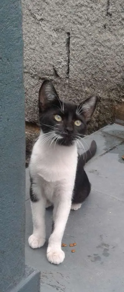 Gato ra a Srd idade 2 a 6 meses nome Pérola 