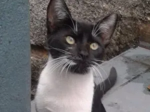 Gato raça Srd idade 2 a 6 meses nome Pérola 