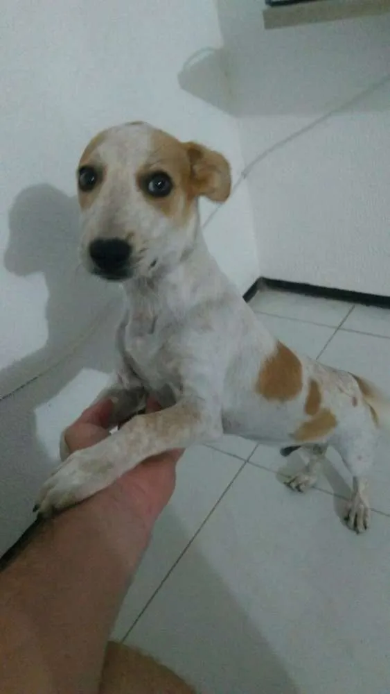 Cachorro ra a Fox Paulistinha com Cofap  idade 2 a 6 meses nome Nick