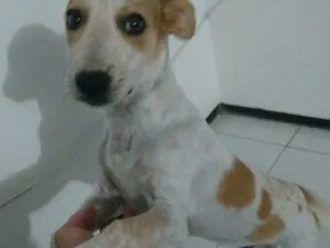 Cachorro raça Fox Paulistinha com Cofap  idade 2 a 6 meses nome Nick