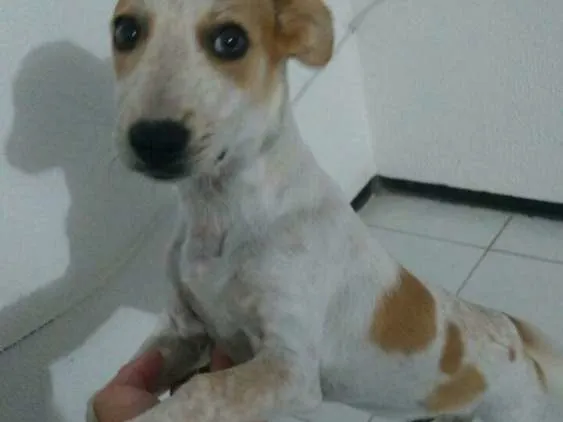 Cachorro ra a Fox Paulistinha com Cofap  idade 2 a 6 meses nome Nick