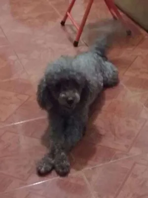 Cachorro raça Poodle idade 3 anos nome Chico