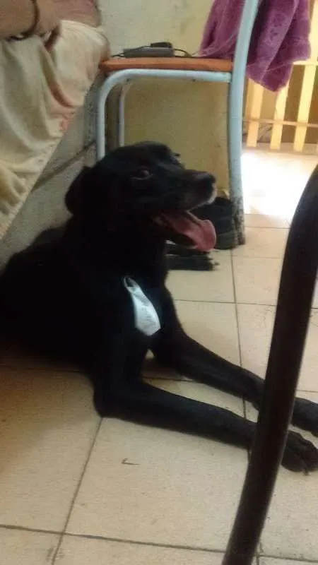 Cachorro ra a Pastor Belga idade 3 anos nome Black