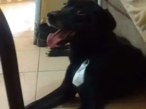 Cachorro raça Pastor Belga idade 3 anos nome Black