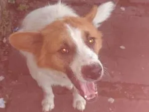 Cachorro raça srd idade 5 anos nome sem nome