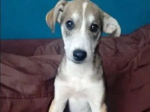 Cachorro raça Vira-lata idade 2 a 6 meses nome Chu