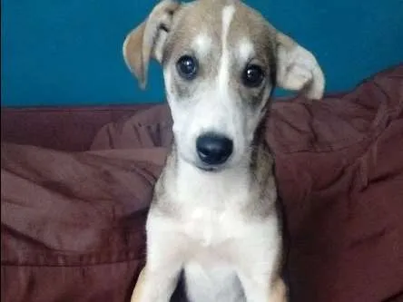 Cachorro ra a Vira-lata idade 2 a 6 meses nome Chu