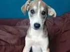 Cachorro raça Vira-lata idade 2 a 6 meses nome Chu