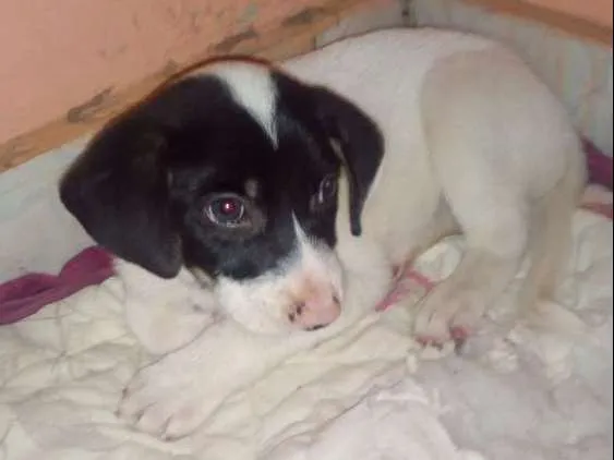 Cachorro ra a Indefinida idade 2 a 6 meses nome Não tem nome