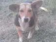 Pepita