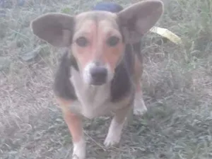 Cachorro raça Vira lata com beagle idade 1 ano nome Pepita