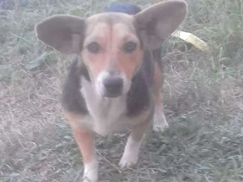 Cachorro ra a Vira lata com beagle idade 1 ano nome Pepita