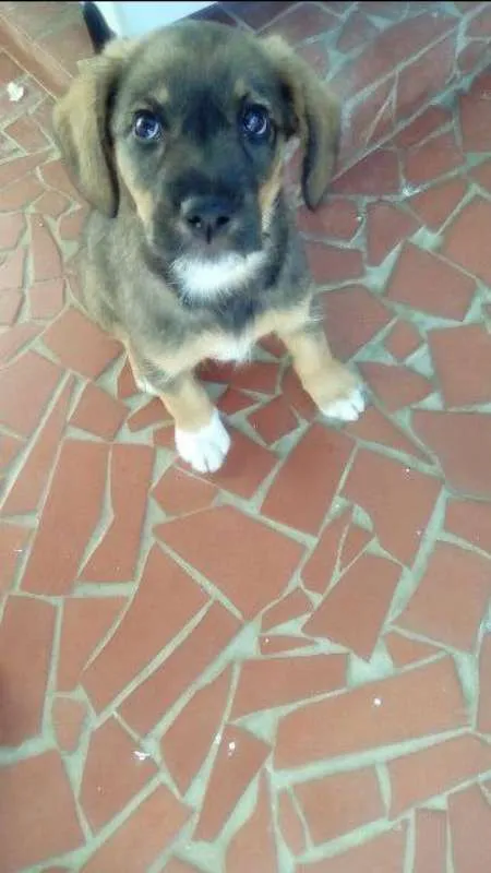 Cachorro ra a SRD idade 2 a 6 meses nome luna