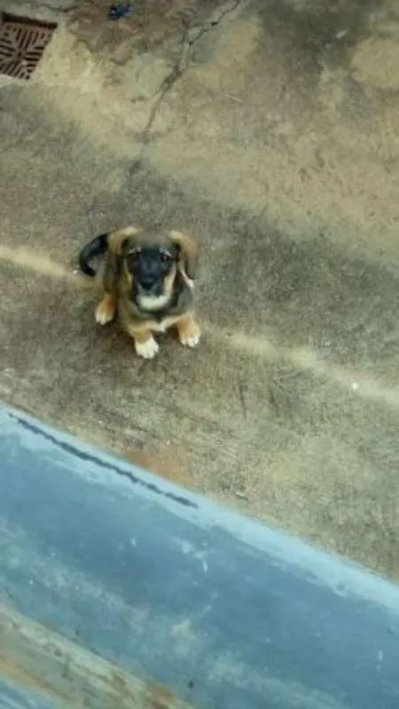 Cachorro ra a SRD idade 2 a 6 meses nome luna