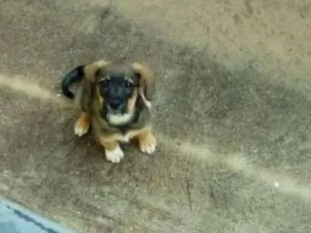 Cachorro ra a SRD idade 2 a 6 meses nome luna