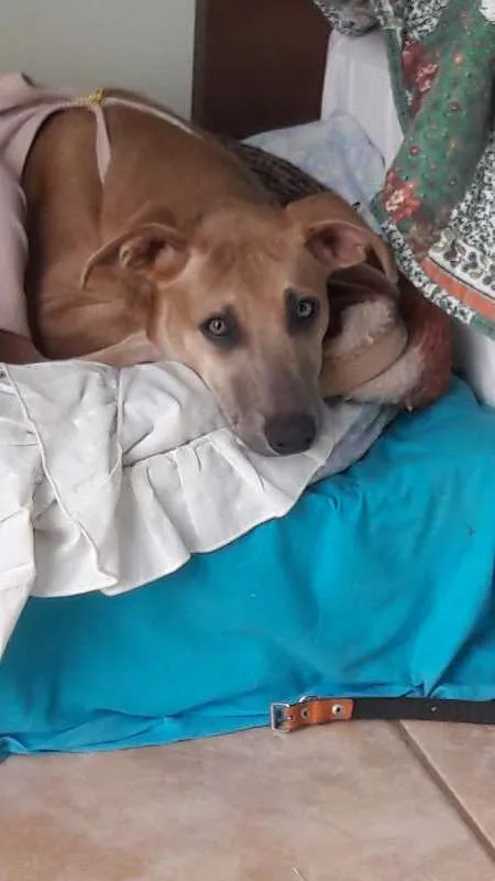 Cachorro raça Vira-lata idade 2 a 6 meses nome Cacau