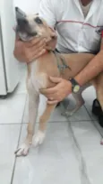 Cacau