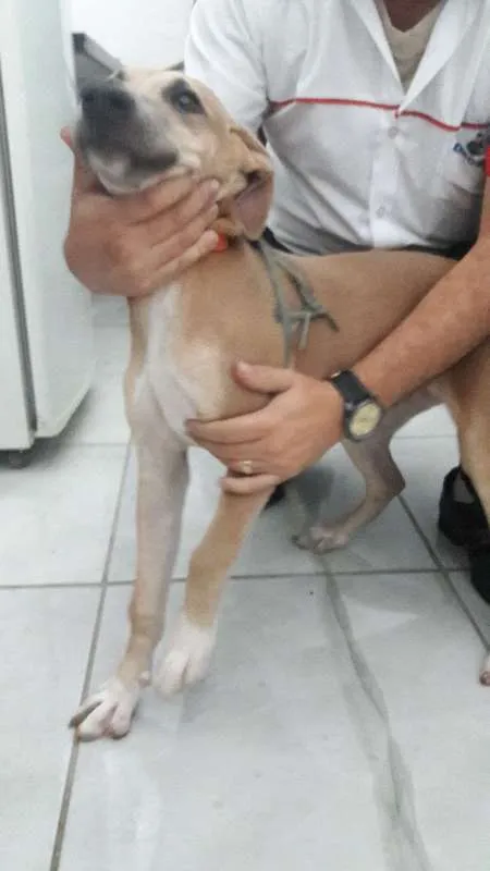 Cachorro raça Vira-lata idade 2 a 6 meses nome Cacau