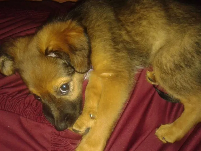 Cachorro ra a Vira Lata idade 7 a 11 meses nome Mel