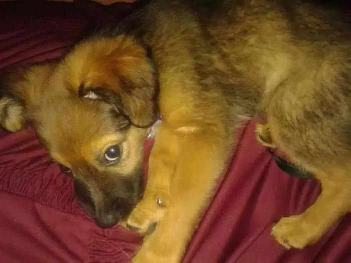 Cachorro ra a Vira Lata idade 7 a 11 meses nome Mel