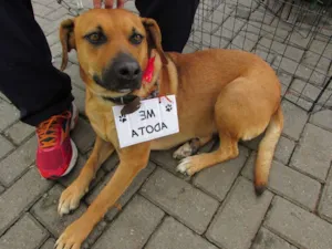 Cachorro raça SRD idade 4 anos nome Princesa