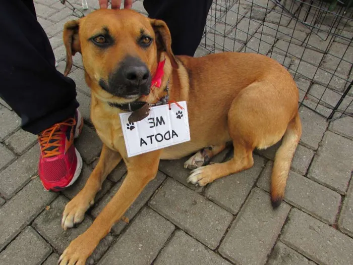 Cachorro ra a SRD idade 4 anos nome Princesa