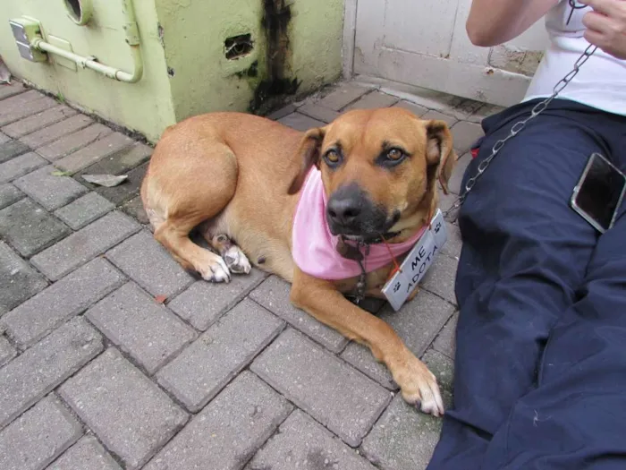 Cachorro ra a SRD idade 4 anos nome Princesa