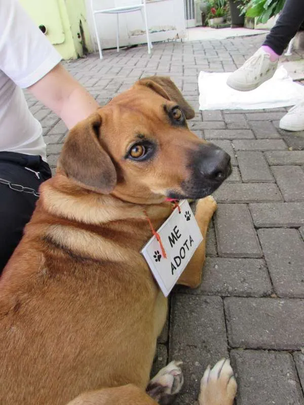 Cachorro ra a SRD idade 4 anos nome Princesa
