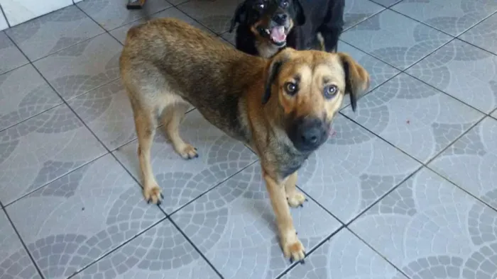Cachorro ra a SRD idade 1 ano nome Salomé