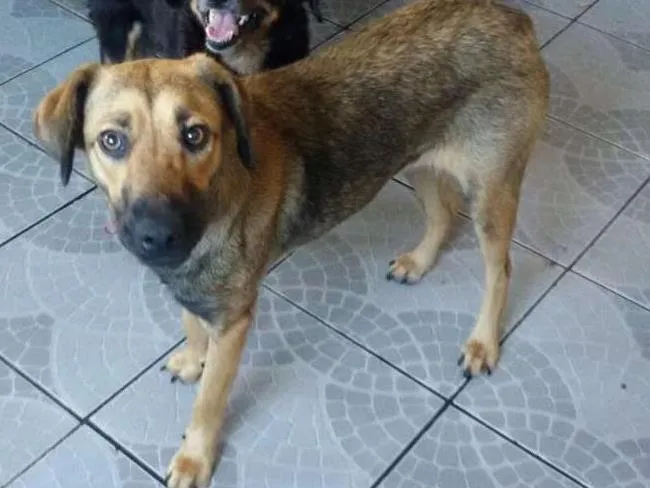 Cachorro ra a SRD idade 1 ano nome Salomé