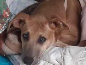 Cachorro raça Vira-lata idade 2 a 6 meses nome Cacau