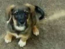 Cachorro raça SRD idade 2 a 6 meses nome luna