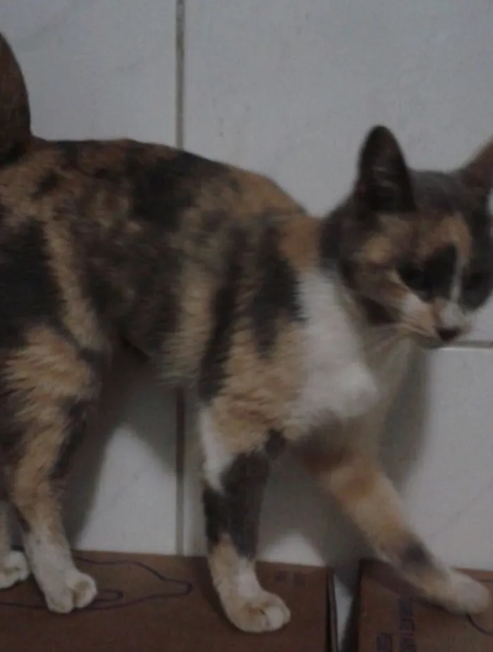 Gato ra a SRD idade 2 a 6 meses nome Avelã
