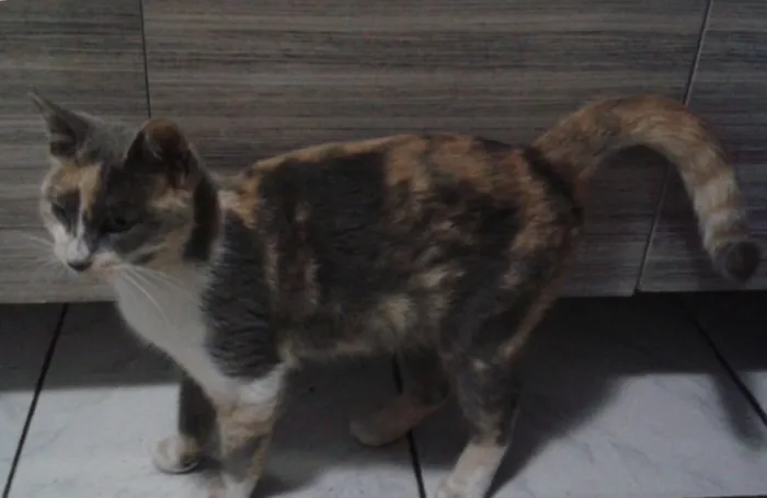 Gato ra a SRD idade 2 a 6 meses nome Avelã