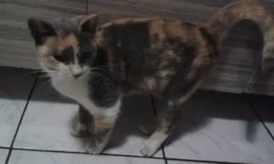 Gato raça SRD idade 2 a 6 meses nome Avelã