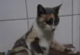 Avelã