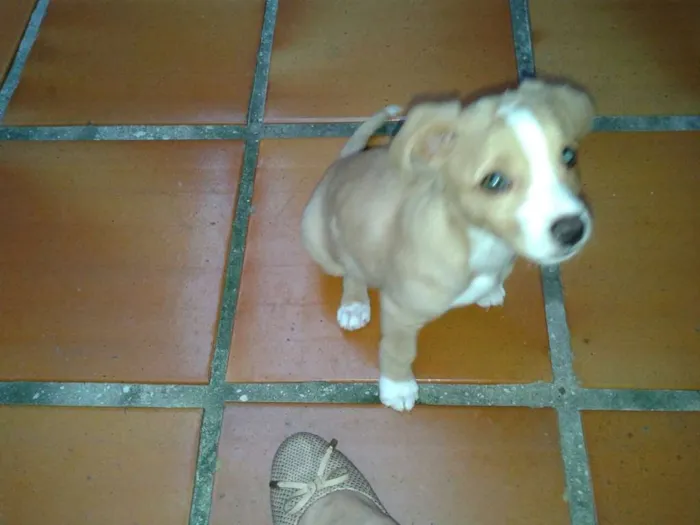 Cachorro ra a SRD idade 7 a 11 meses nome Zaion