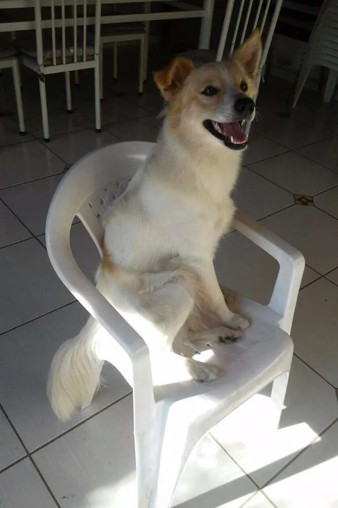 Cachorro ra a Mistura Border Collie idade 1 ano nome Oliver