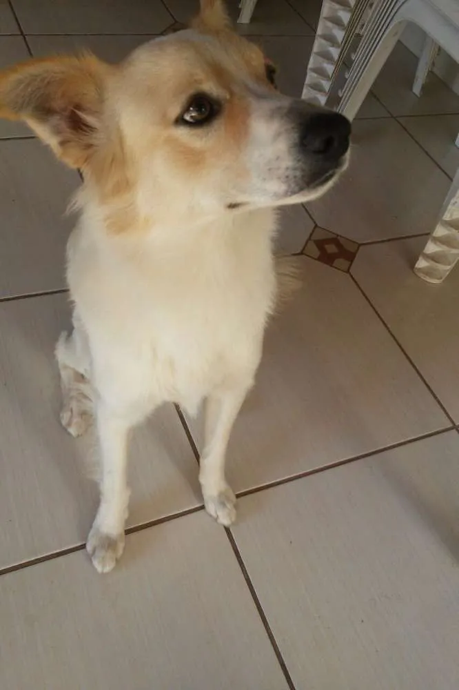 Cachorro ra a Mistura Border Collie idade 1 ano nome Oliver