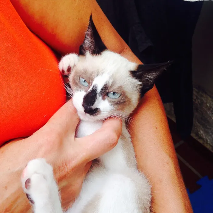 Gato ra a mestiço idade 2 a 6 meses nome azulão