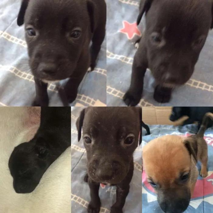 Cachorro ra a Vira lata  idade Abaixo de 2 meses nome Não possuem 