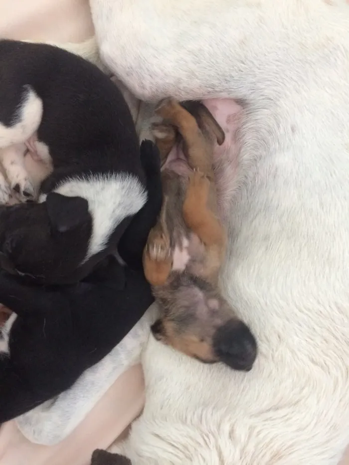 Cachorro ra a Vira lata  idade Abaixo de 2 meses nome Não possuem 