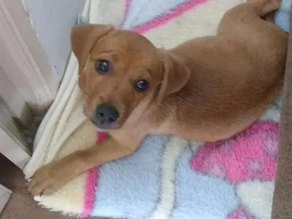 Cachorro raça SDR idade 2 a 6 meses nome Nala