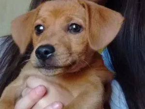 Cachorro raça SDR idade 2 a 6 meses nome Nala